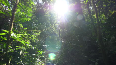 Left-to-right-traveling--in-amazonian-forest.-Branches-with-moss-and-sun-Guiana